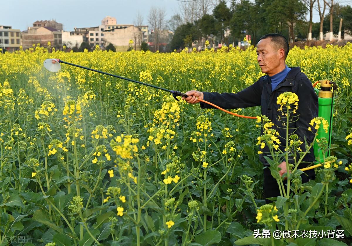 赤霉素促进植物生长_植物生长调节剂赤霉素的作用_赤霉素是植物生长调节剂