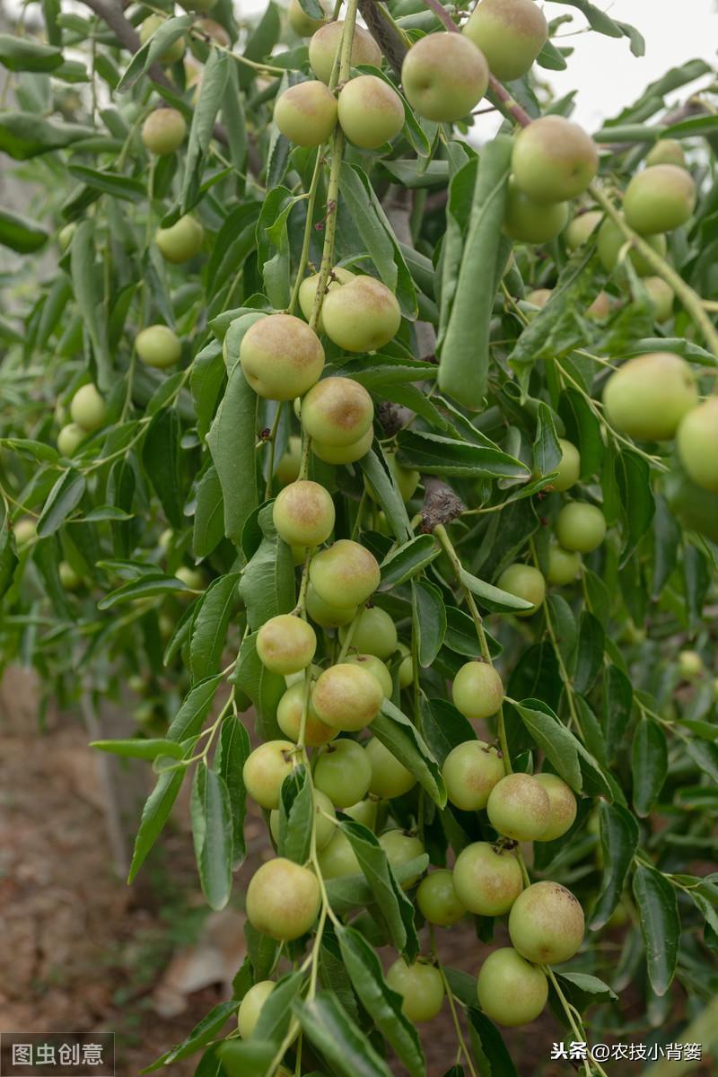 赤霉素是植物生长调节剂_赤霉素促进植物生长_植物生长调节剂和赤霉酸